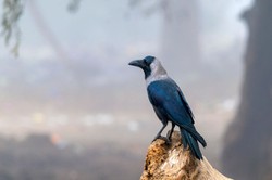 Sceny jak z horroru Hitchcocka. Ludzie atakowani przez... wrony