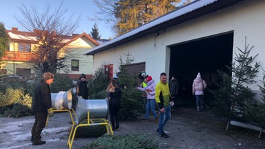 Lasy Państwowe ruszyły ze sprzedażą choinek. Na Podhalu kolejki ustawiły się już od świtu