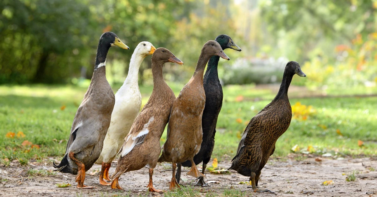 Polują na ślimaki przez cały dzień. Wpuść je do ogrodu koniecznie
