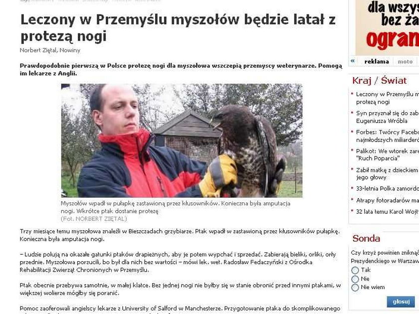 Myszołów z Przemyśla będzie latał z protezą nogi!