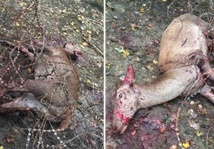 681961_pokrivalica-foto-facebook-janos-horvath