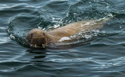 Mors Wally 'terroryzuje' brytyjskie wybrzeże. Zatapia luksusowe jachty