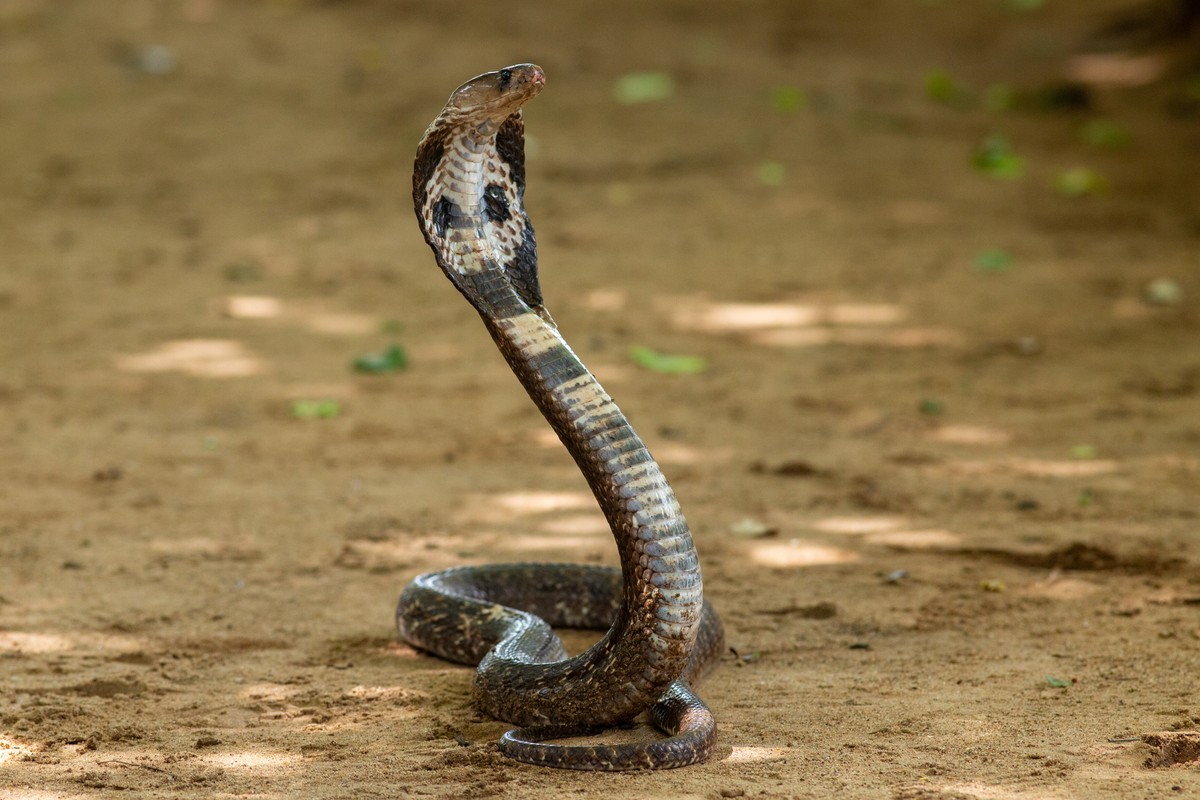 Dwuletni chłopiec, Govinda Kumar, pokonał jadowitą kobrę