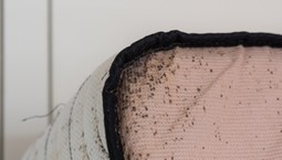 Masz to w pokoju? To prawdziwy magnes na pluskwy