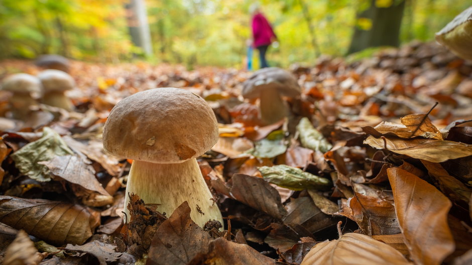 Niektóre grzyby występują tylko pod określonymi gatunkami drzew -  Jean Kobben/stock.adobe.com