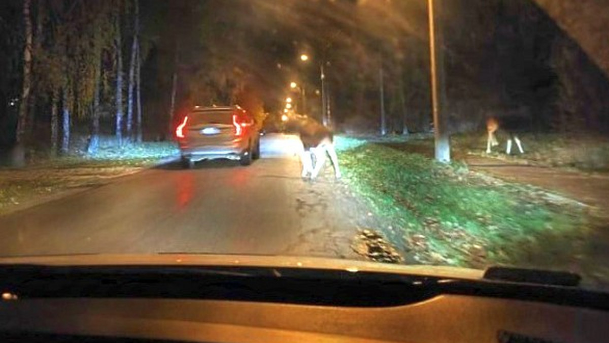 Łosie wybrały się na spacer po warszawskiej dzielnicy. Spowodowały korek