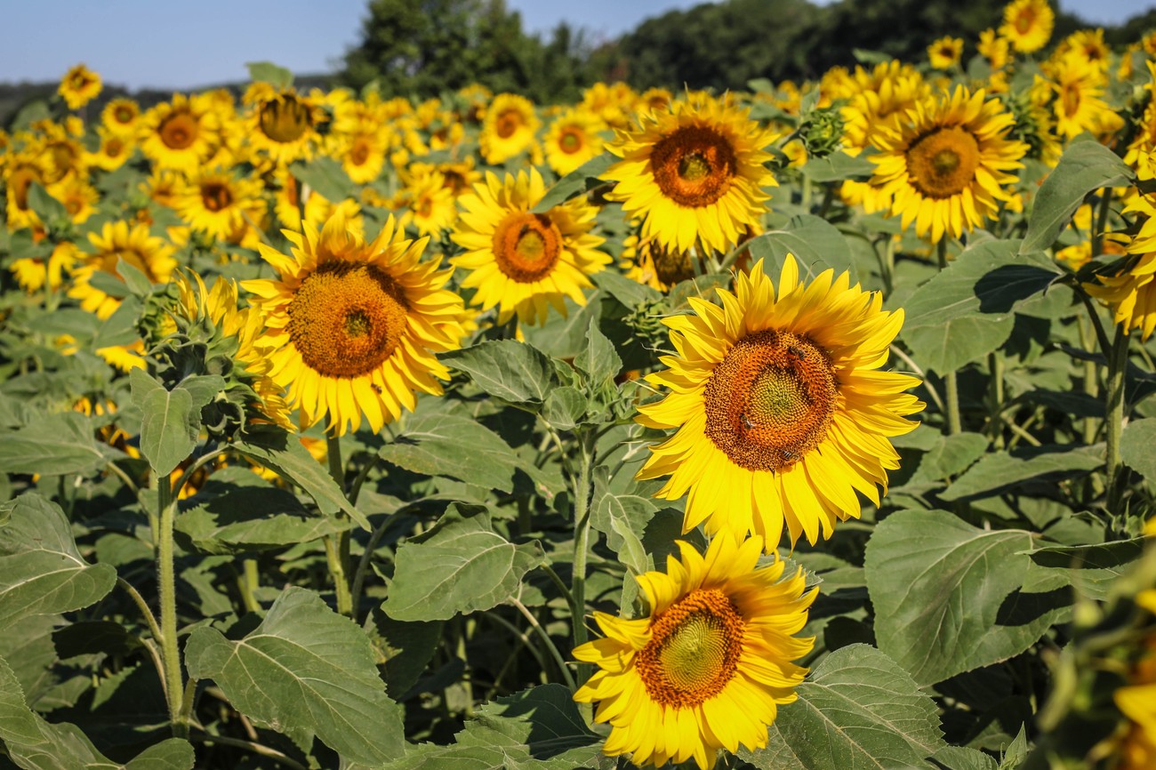 Produktna berza: Prvi ugovori za novi rod suncokreta, čeka se nova žetva kukuruza, cene u porastu