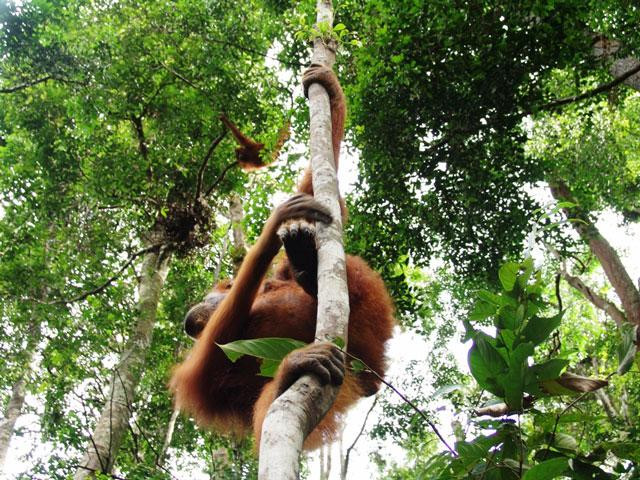 Galeria Indonezja - Orangutany z Sumatry, obrazek 5