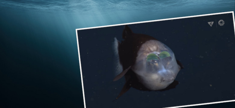 Naukowcy znaleźli rybę z przezroczystą głową. "To zdarza się raz w życiu" [WIDEO]