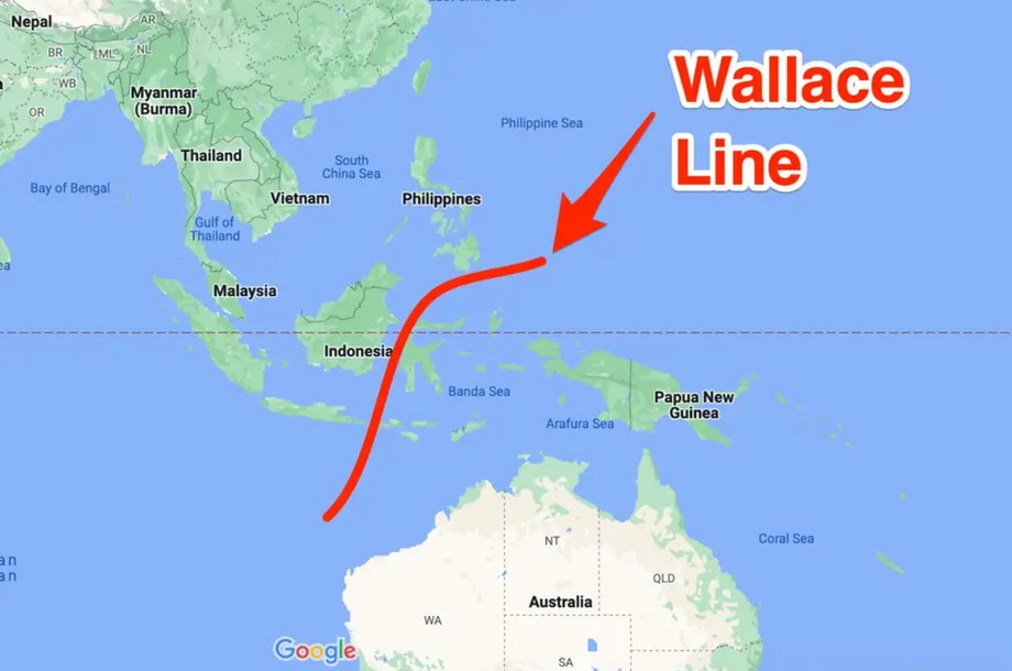 На карте показано приблизительное расположение линии Уоллеса.