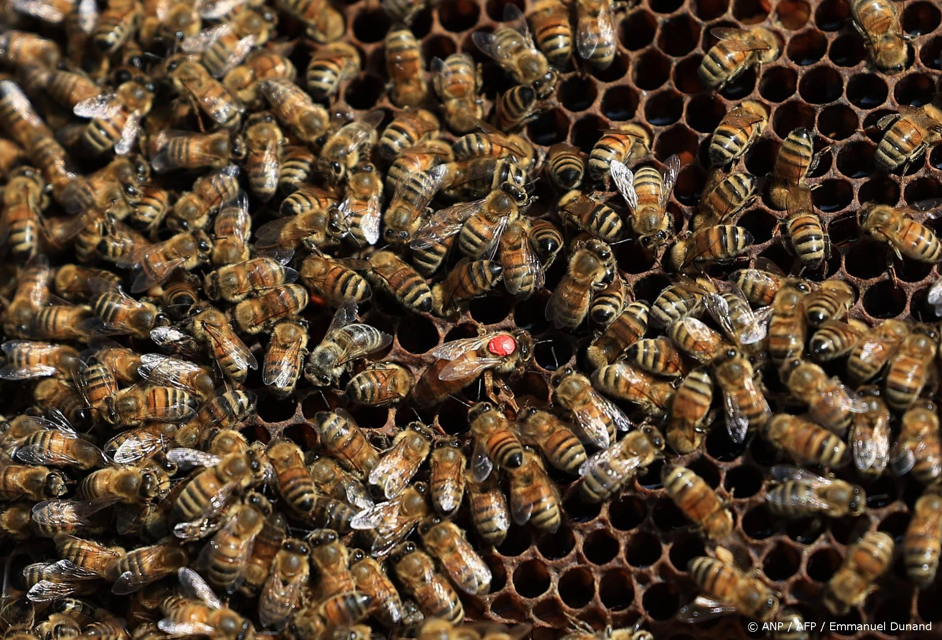 Man overleden door agressieve bijen op Curaçao