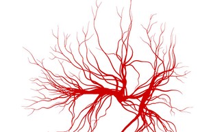 Naukowcy stworzyli „żywe” naczynia krwionośne