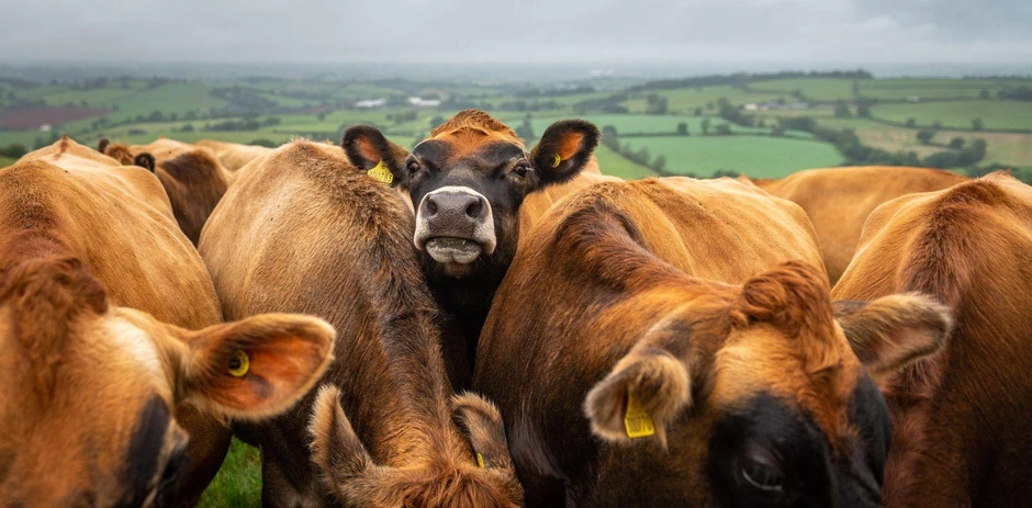 Barkodovi se koriste da bi se pratilo sve, od stoke do poštanskih paketa koji nam se isporučuju na kućni prag | Foto: BBC