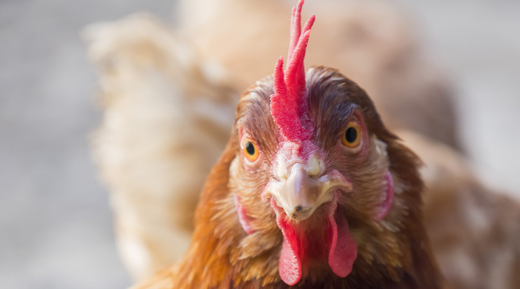 Elhunyt a világ legidősebb csirkéje /Illusztráció: Northfoto