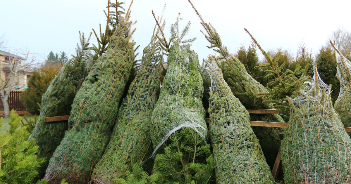 Choinka zaczyna gubić igły? Dodaj ten jeden składnik do wody, a postoi nawet do lutego!