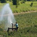 Koszt suszy to już 2 mld zł. Straty rosną