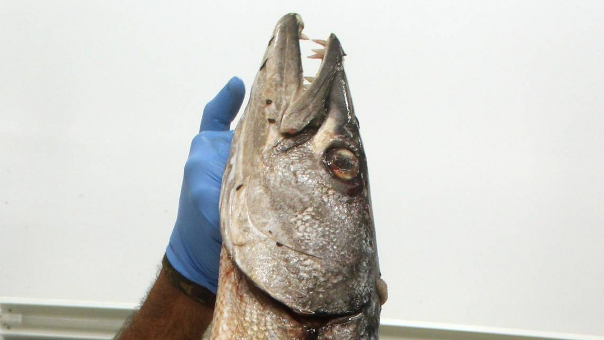 Portugalski rybak z kuszy upolował ponad 2-metrowego "potwora"