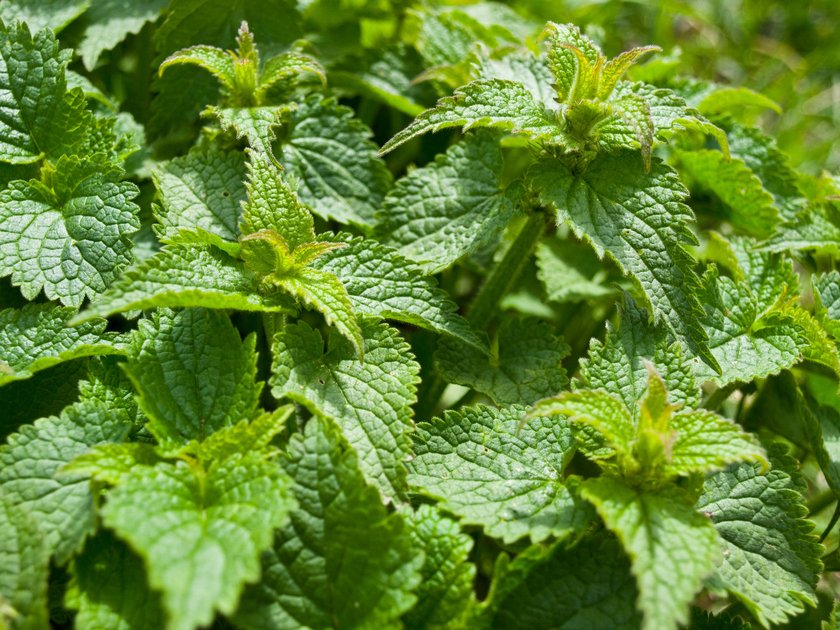 Pokrzywa zwyczajna (Urtica dioica)