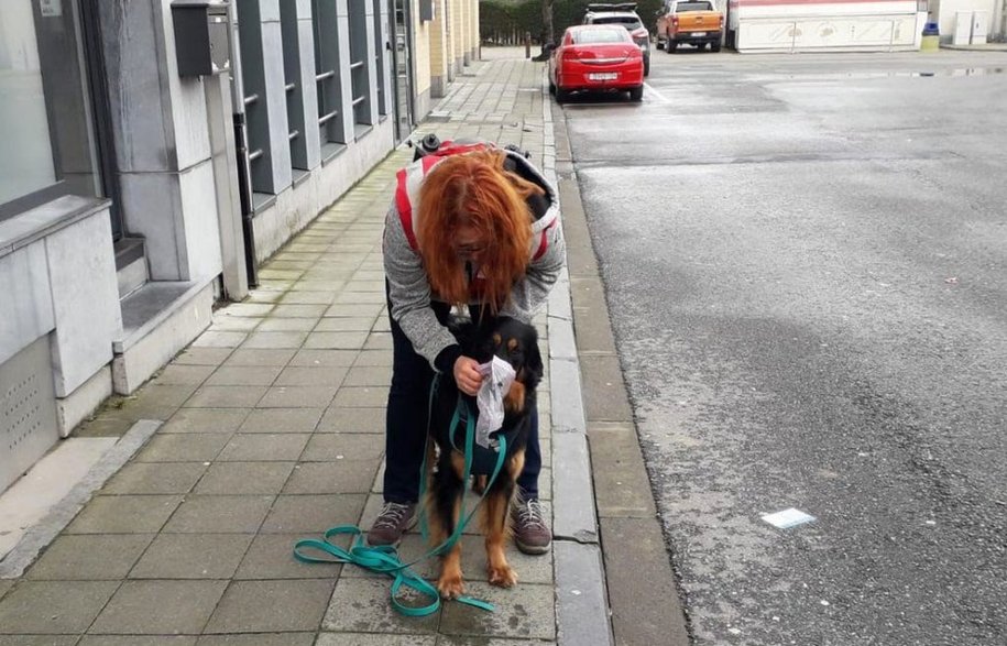 Pracująca z autorką hovawartka Moyra wącha zabezpieczony ślad zapachowy przed wyruszeniem na poszukiwania Fot Stefaan Denoninck