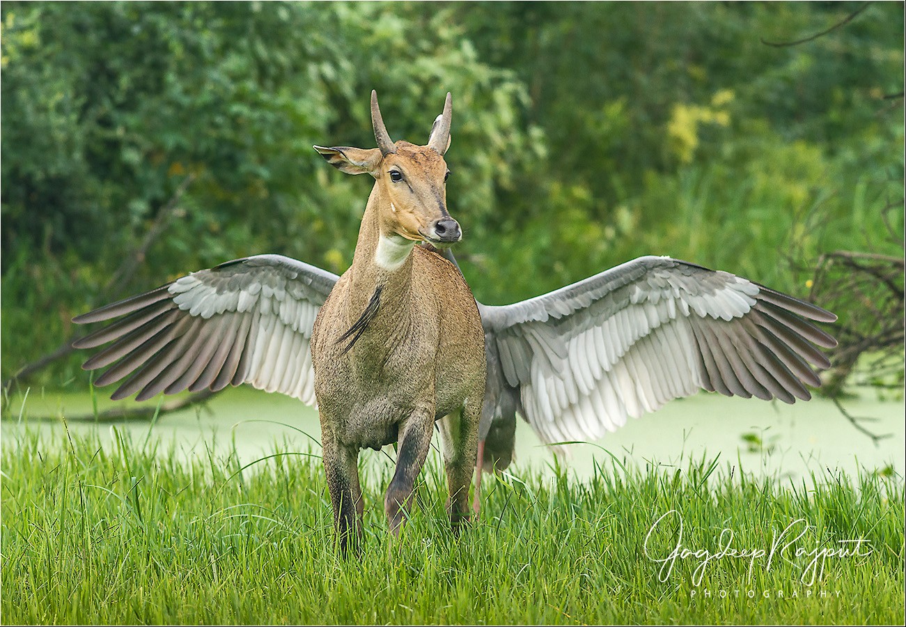 Fotografia "Pegasa"
