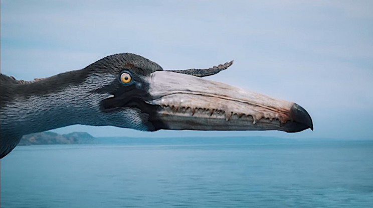 A Pelagornis sandersi másfél méter hosszú csőre tele volt harapást szolgáló fogszerű képződményekkel. Ezek nem olyanok voltak, mint a mi fogaink, amelyek dentinből és zománcból állnak, de ettől még haraptak. A valaha élt legnagyobb röpképes madár félelmetes vízivadász lehetett. / Kép: Smithsonian Channel / YouTube