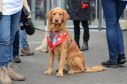 Psy z Golden Retriever WOŚP w Poznaniu podczas 31. Finału WOŚP fot. Codzienny Poznań