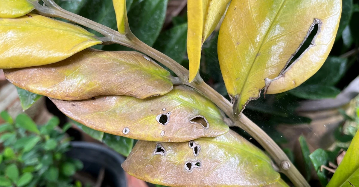 Kwiat zamiokulkas żółknie? Czy obcinać żółte liście? Jak uratować zamiokulkasa?