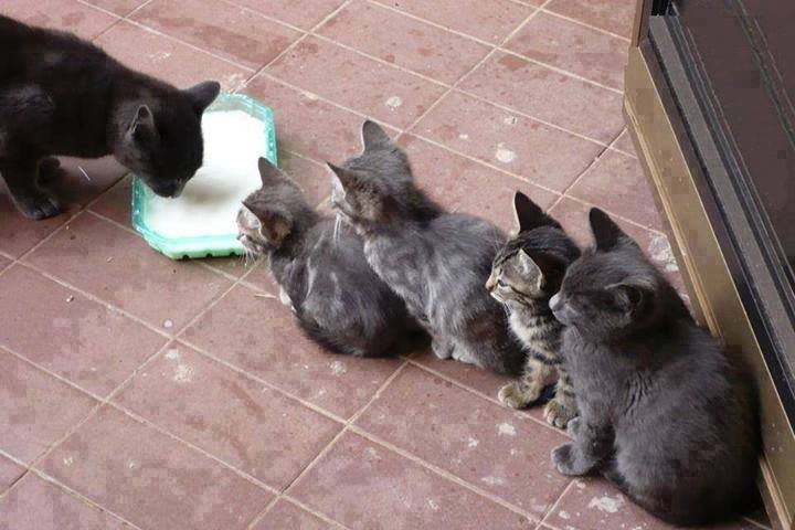 Mem z kotami / Arşivlik Resimler