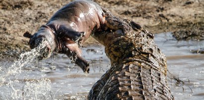 Aligator rzucał hipopotamem, jak szmacianą lalką!