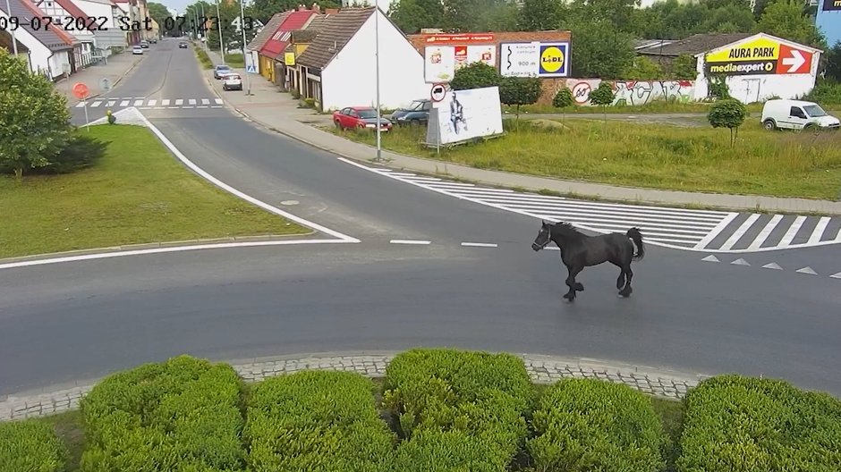 Koń na ulicach Szczecinka