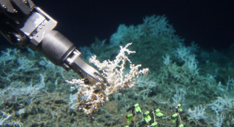 Alvin collects a sample of Lophelia pertusa from an extensive mound of both dead and live coral.