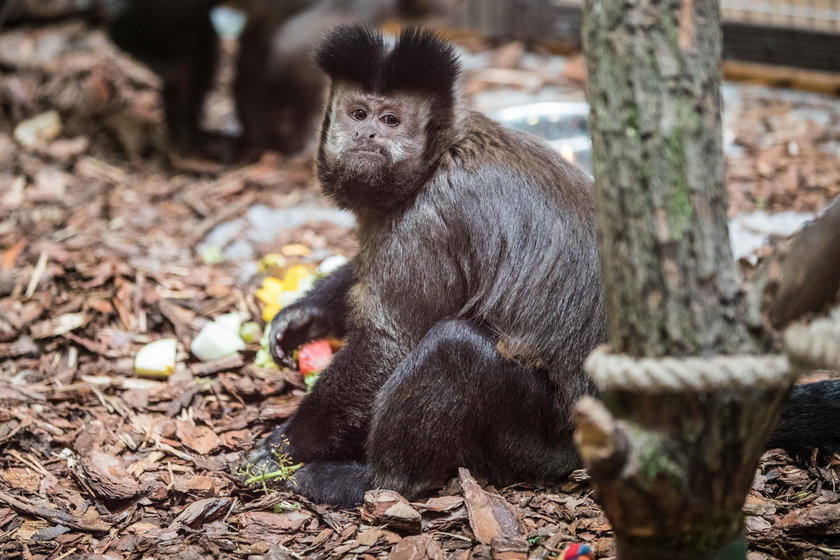 Małpiarnia w poznańskim zoo otwarta