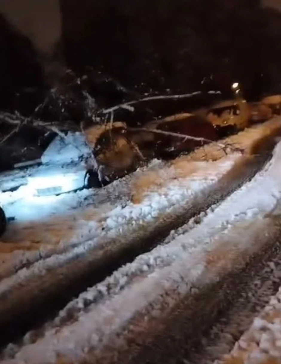 Palo drvo na automobil