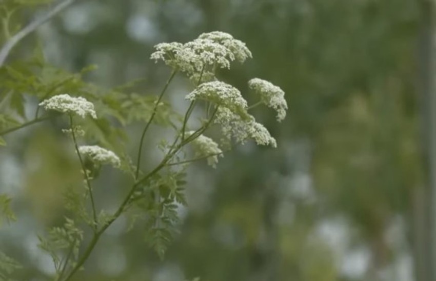 Ovako izgleda Heracleum sosnowskyi
