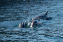 Koronawirus: Turcja. W cieśninie Bosfor pojawiły się delfiny