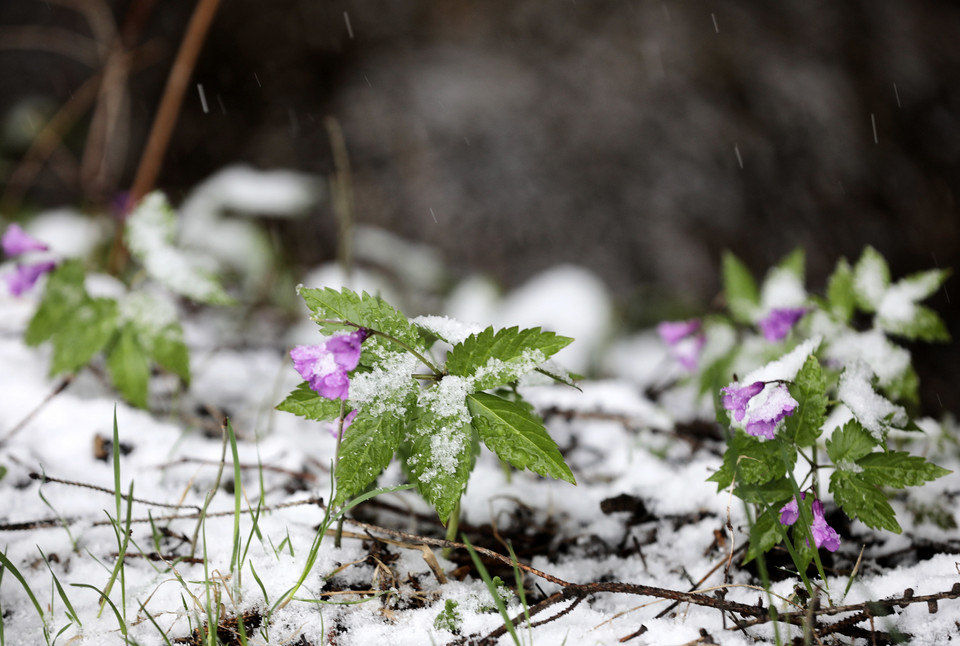 Na Podhalu spadł śnieg! Majowy atak zimy na ulicach Zakopanego i w górach
