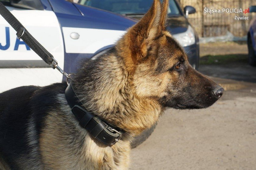 Niko- nowy pies policyjny w Żywcu