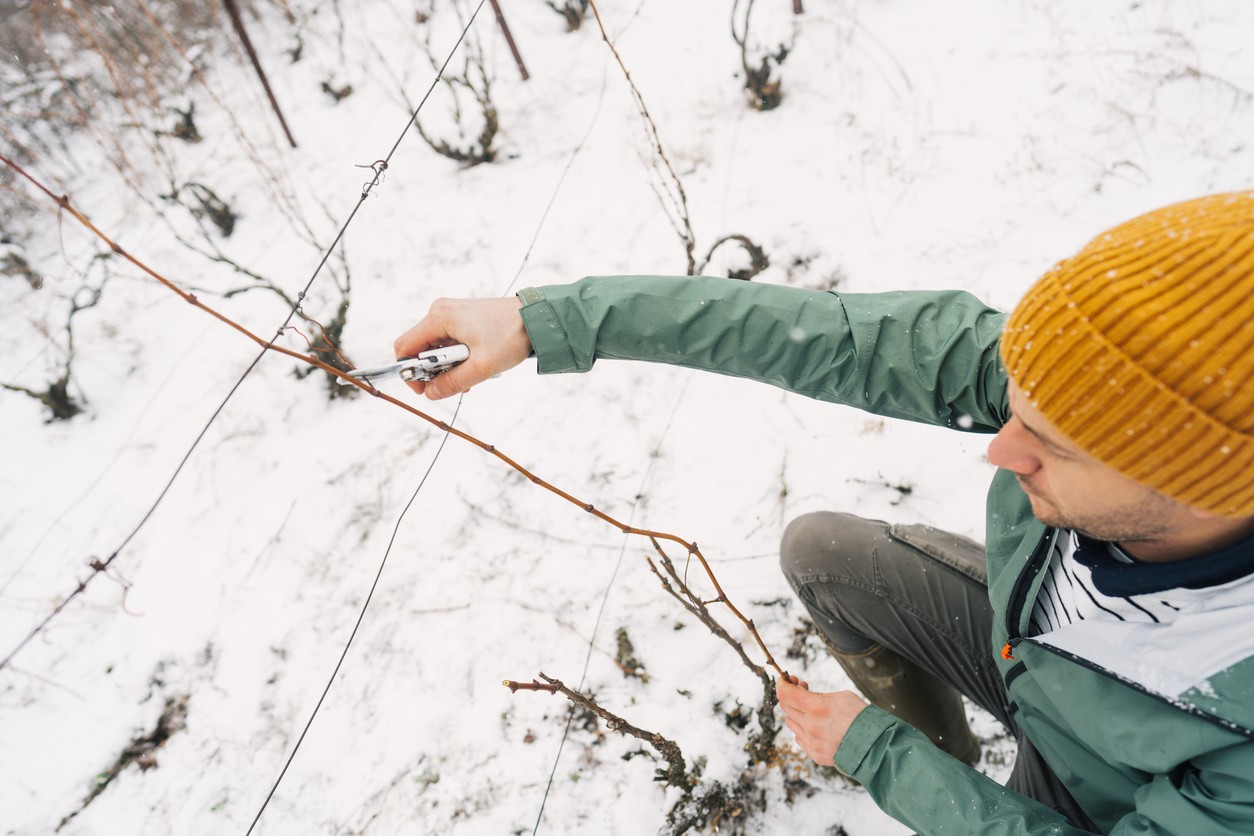 Zimný rez viniča sa vykonáva v období vegetačného pokoja, ideálne v suchý deň bez silných mrazov.