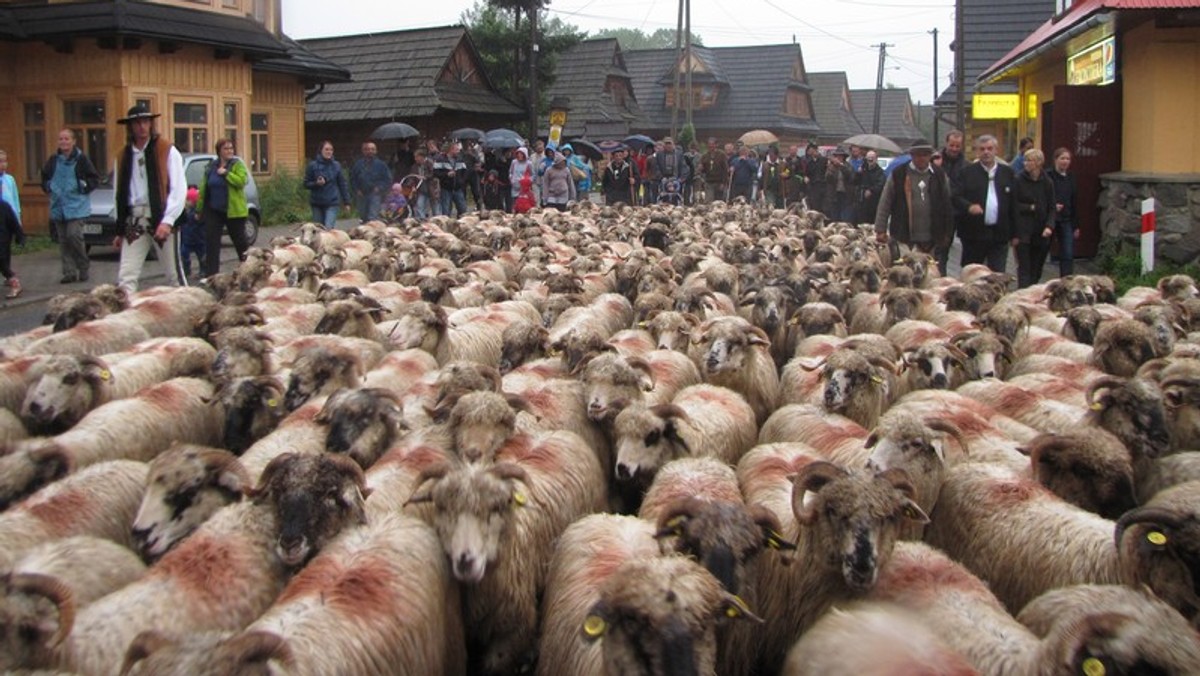 Dwa stada owiec przemierzają 1200 kilometrów wzdłuż Karpat. To nawet 15 kilometrów dziennie. Mowa o Redyku Karpackim Transhumance 2013. Pochodowi zwierząt Łukiem Karpat przyglądają się obrońcy praw zwierząt.