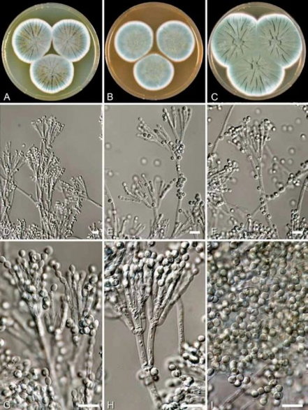 Szczep Penicillium badany przez Fleminga / fot. Houbraken, J., Frisvad, J.C. & Samson, R.A, Wikimedia Commons, CC-BY-SA-4.0