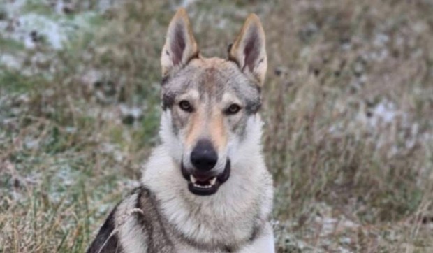 Pas za kojim se traga