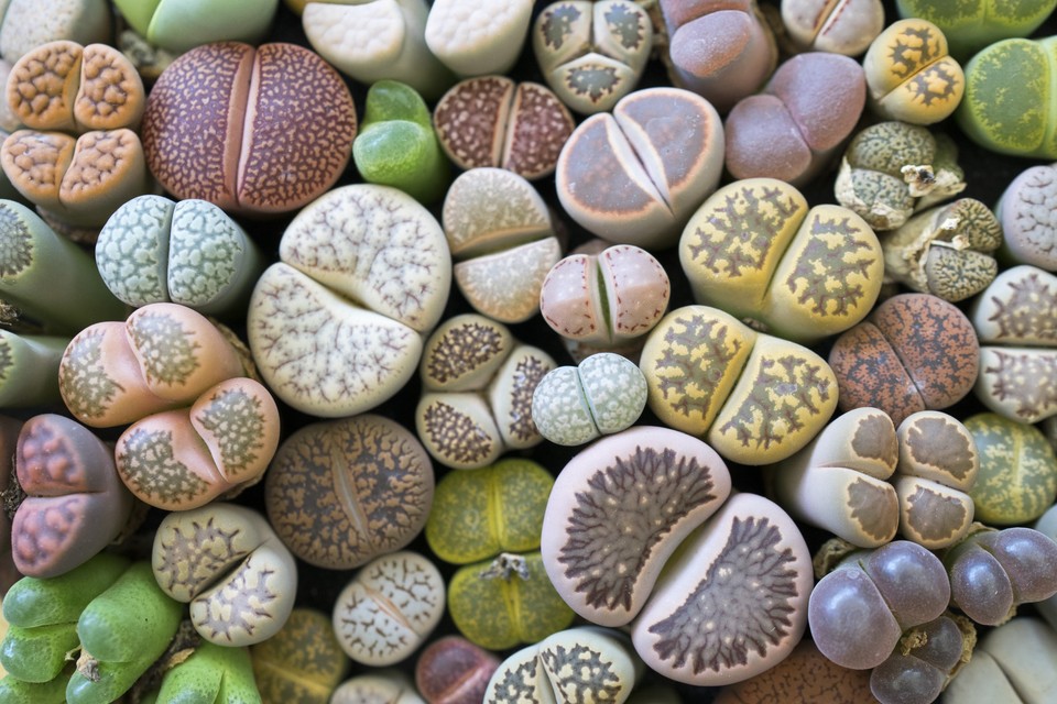 Litopsy (Lithops)