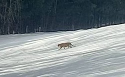 W sądeckich lasach widziano pumę? Leśnicy apelują o ostrożność
