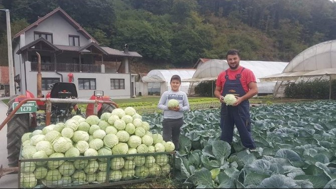 Kupus gaje cele godine