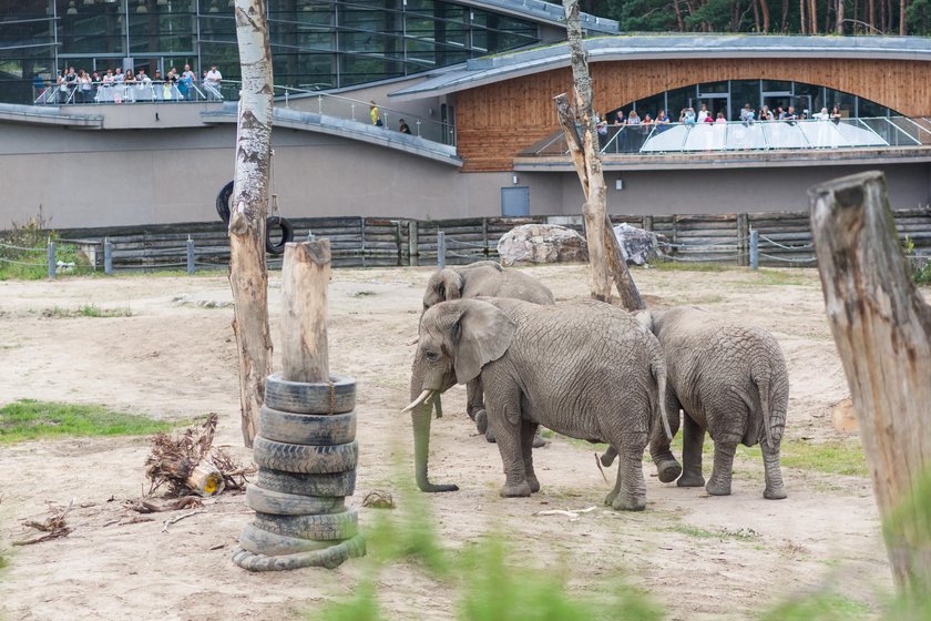 Symboliczne palenie kości słoniowej w poznańskim zoo