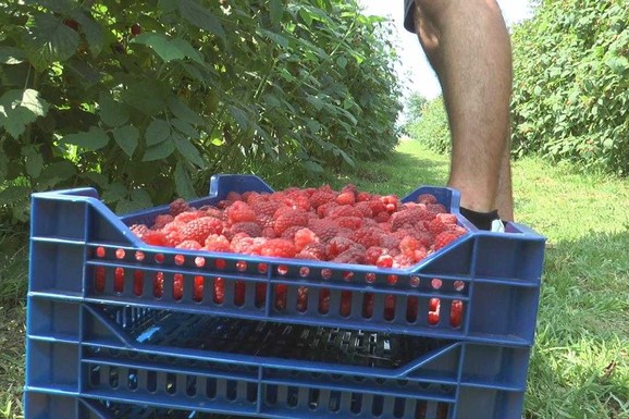 Ovo su najplaćeniji sezonski poslovi! Berači malina mogu da zarade i do 180.000 dinara: Evo koliko iznosi dnevnica građevinaca