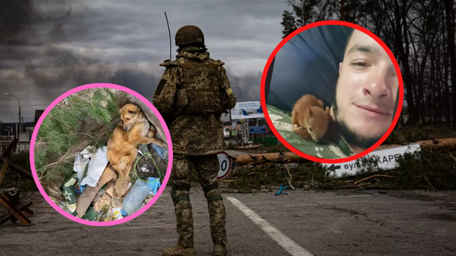Połamali kości i zaminowali psa. Tak armia Putina traktuje zwierzęta w Ukrainie