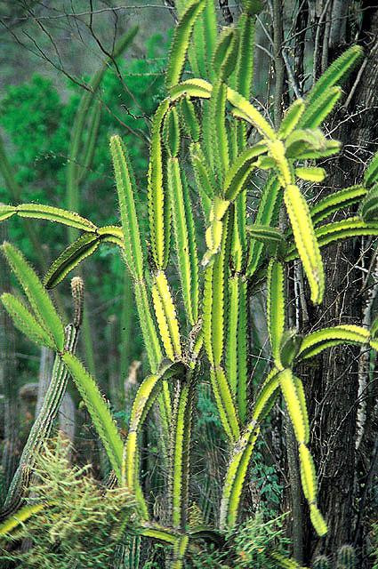 Galeria Dominikana - naturalnie piękna!, obrazek 8