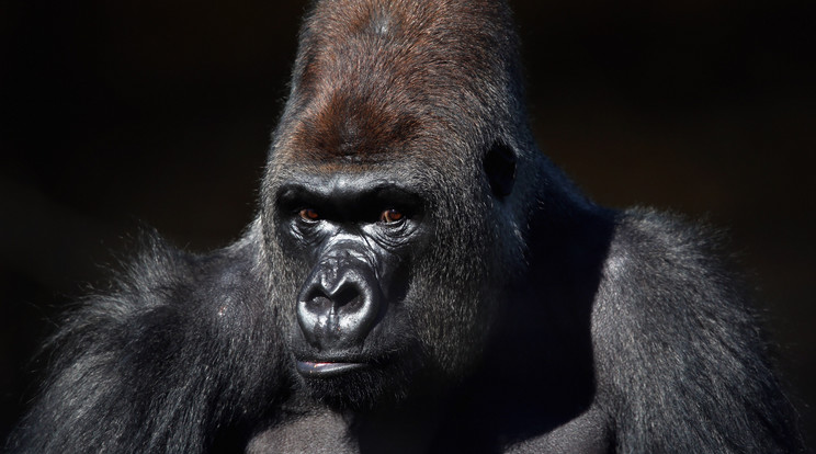 Kumbuka október 13-án okozott pánikot a londoni állatkertben / Fotó: Northfoto