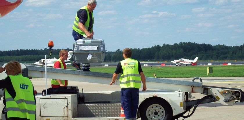 Sowa przyleciała na gapę ze Sztokholmu